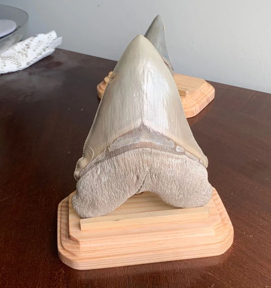 Megalodon Shark Tooth Stand. Rectangular with clipped corners -Stained Golden Pecan