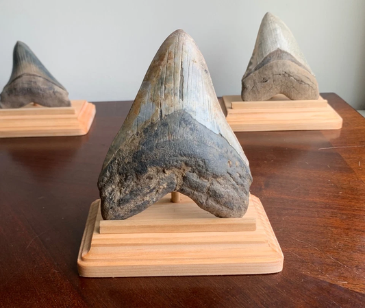 Megalodon Shark Tooth Stand Rectangular -Stained Golden Pecan