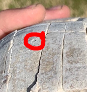 Super Awesome Stylemys Fossil Tortoise Crushed by a Predator