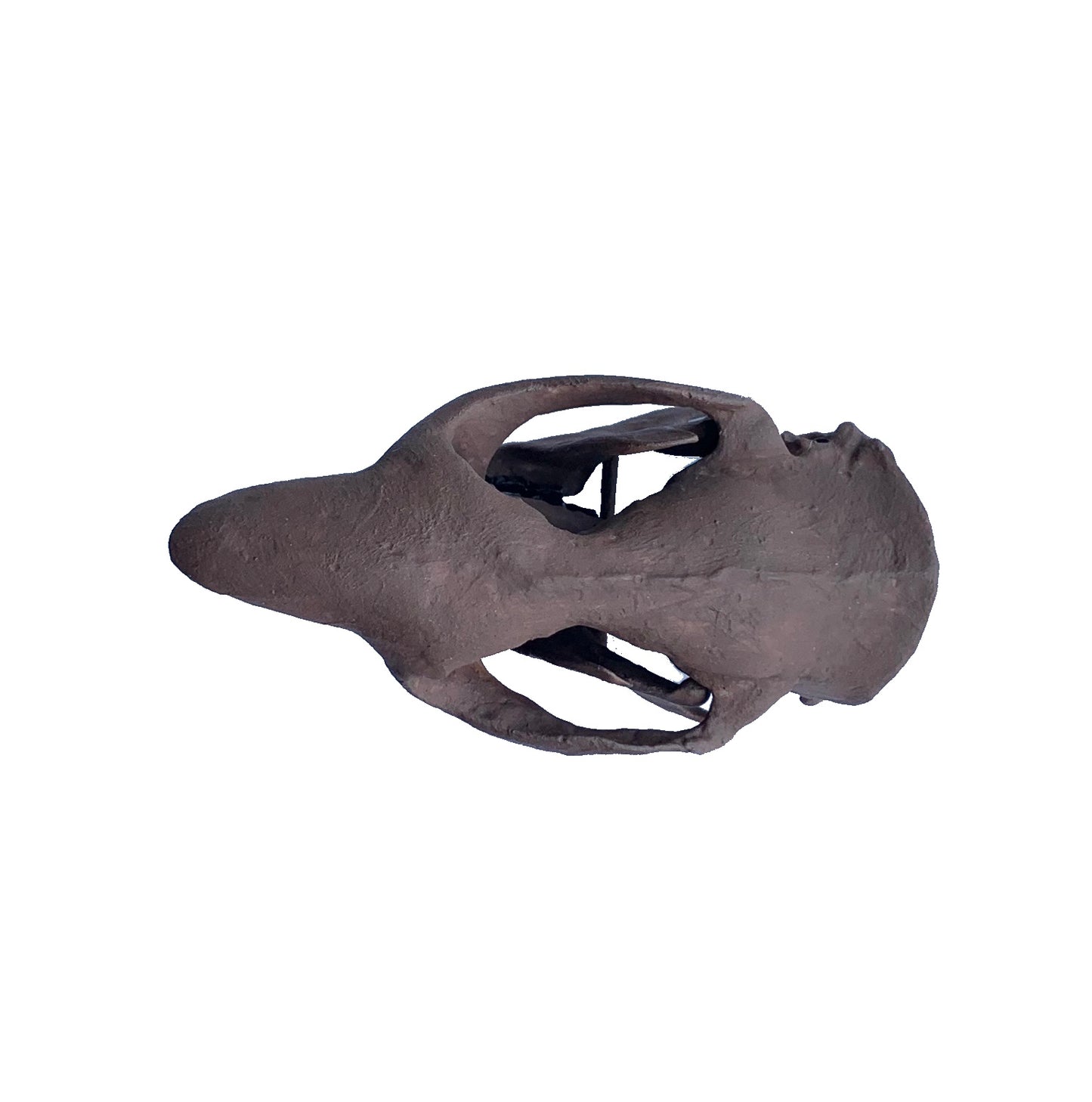 Squirrel Skull Ischyromys