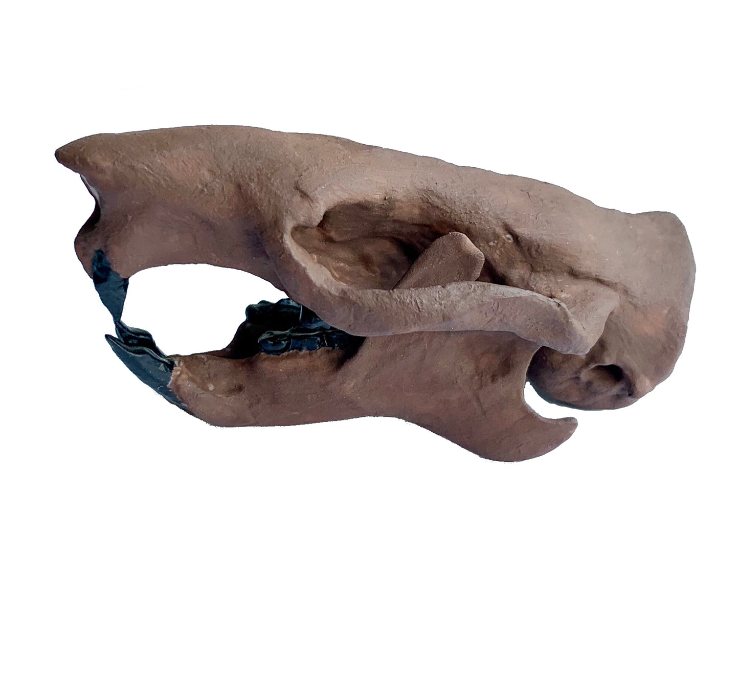 Squirrel Skull Ischyromys