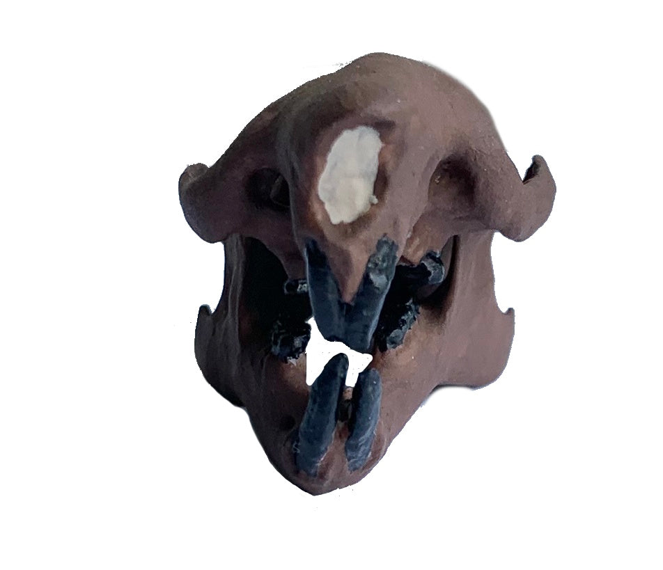 Squirrel Skull Ischyromys