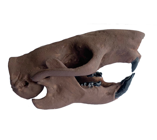 Squirrel Skull Ischyromys