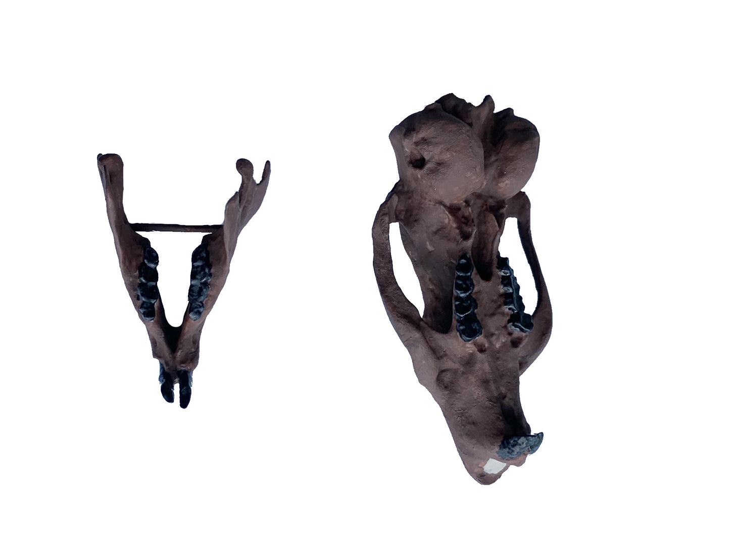 Squirrel Skull Ischyromys