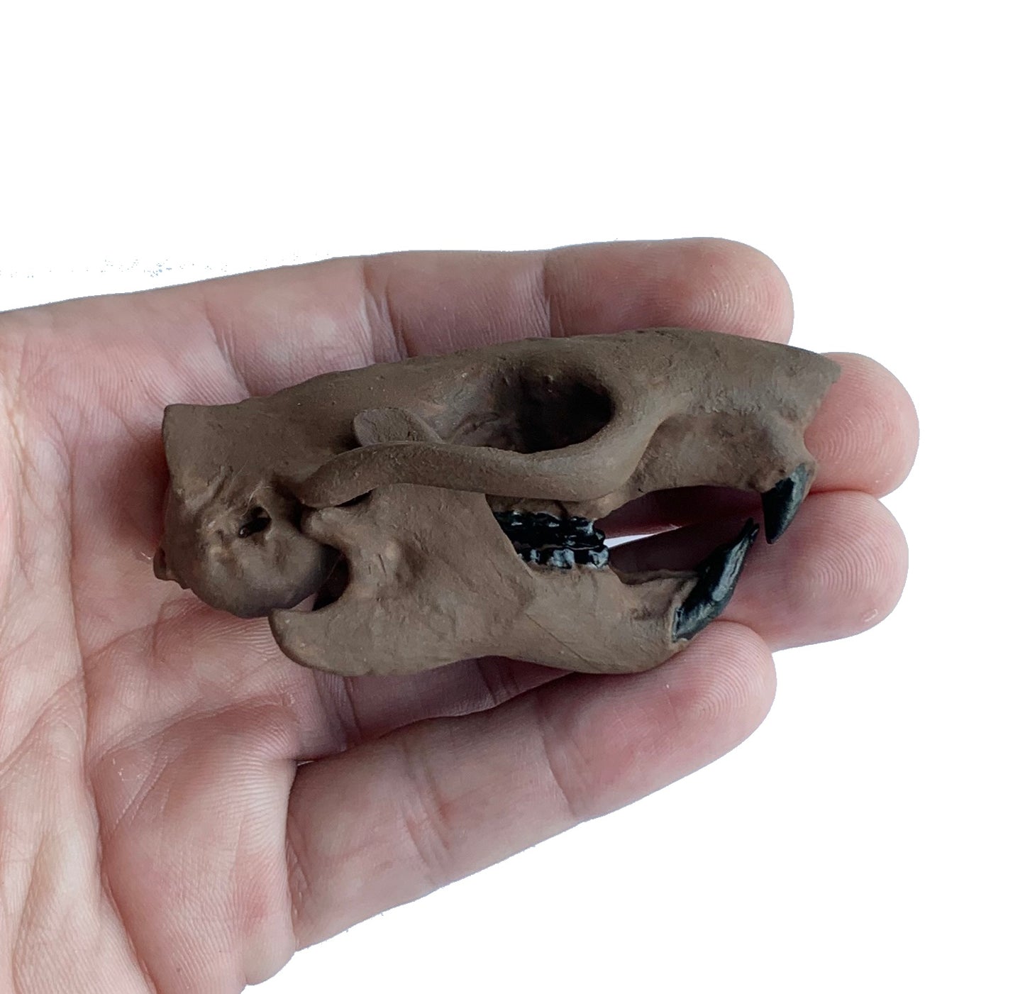 Squirrel Skull Ischyromys