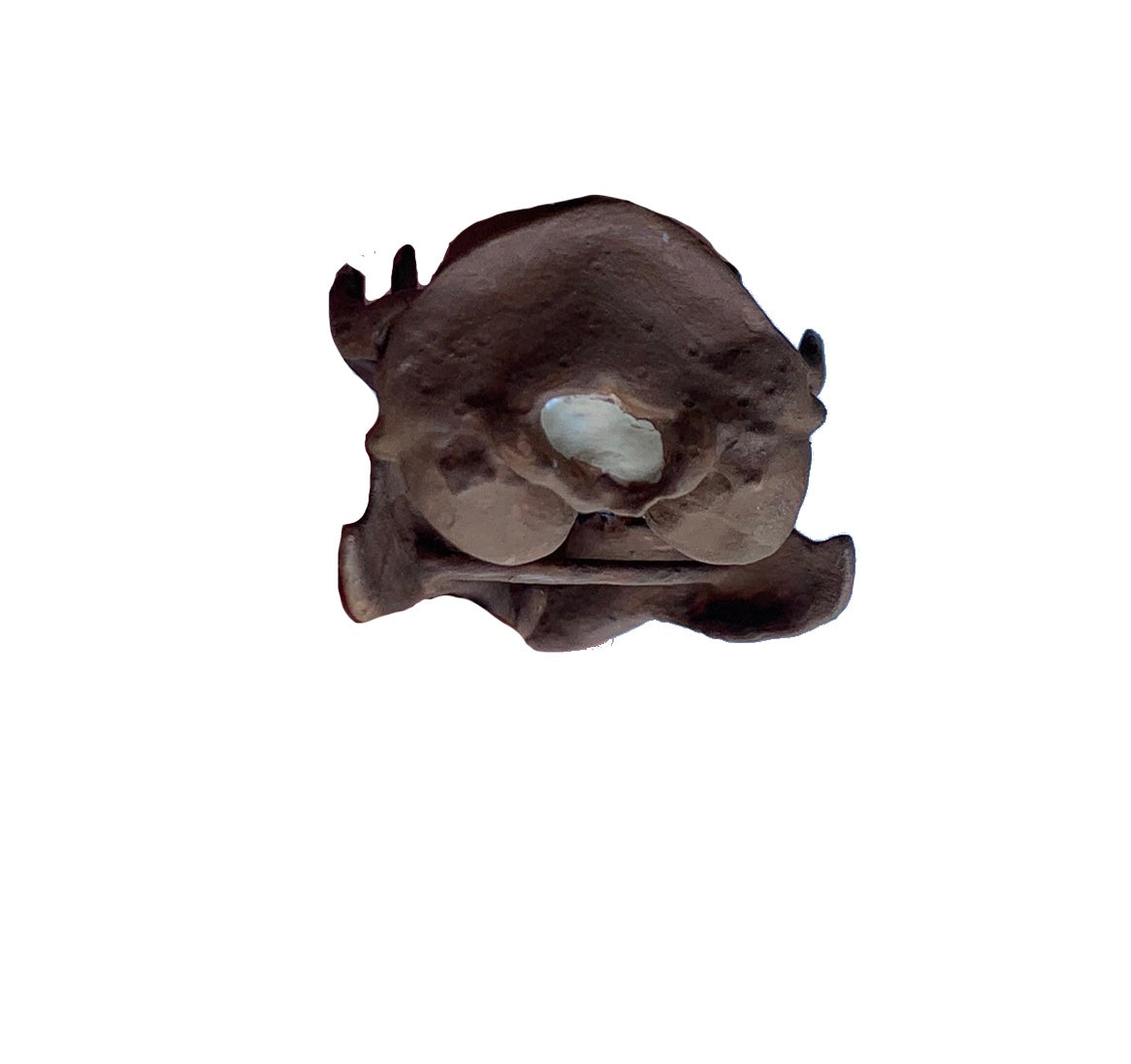 Squirrel Skull Ischyromys