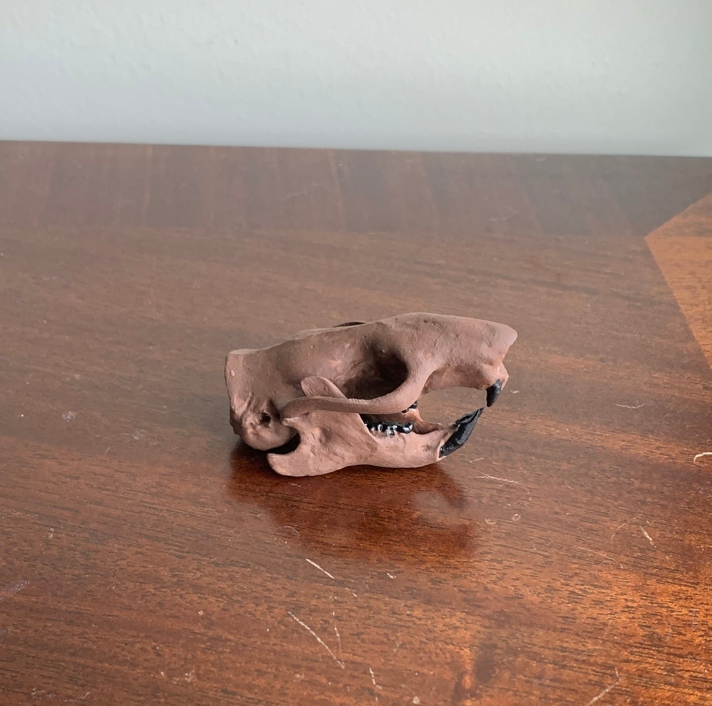 Squirrel Skull Ischyromys