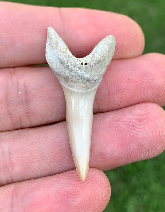 1.65" Isurus desori - Lee Creek Mine