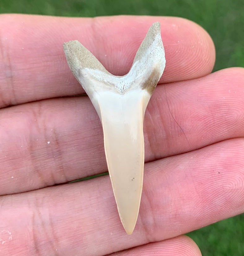 1.65" Isurus desori - Lee Creek Mine
