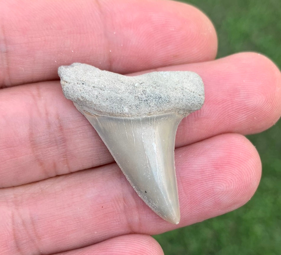 1.42" Carcharodon hastalis - Lee Creek Mine