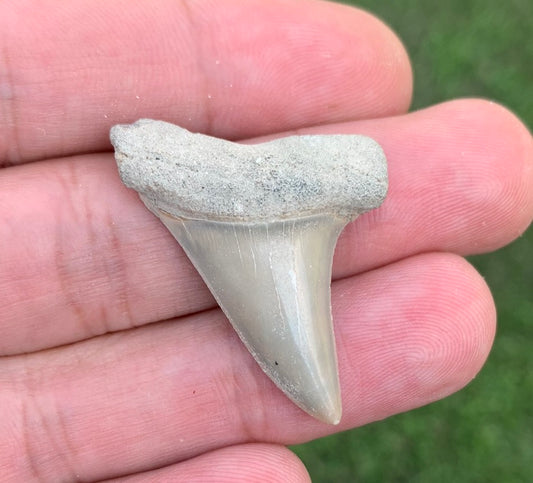 1.42" Carcharodon hastalis - Lee Creek Mine