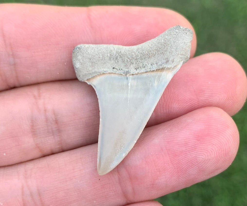 1.42" Carcharodon hastalis - Lee Creek Mine