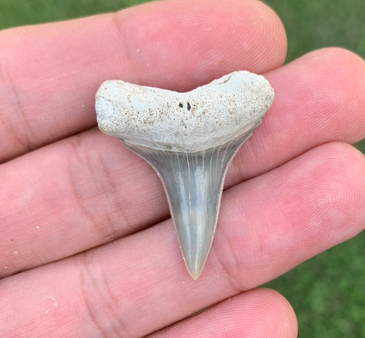 1.26" Carcharodon hastalis - Lee Creek Mine