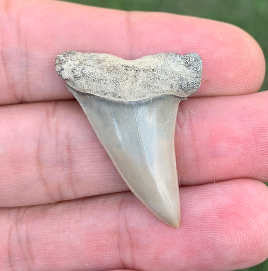 1.42" Carcharodon hastalis - Lee Creek Mine