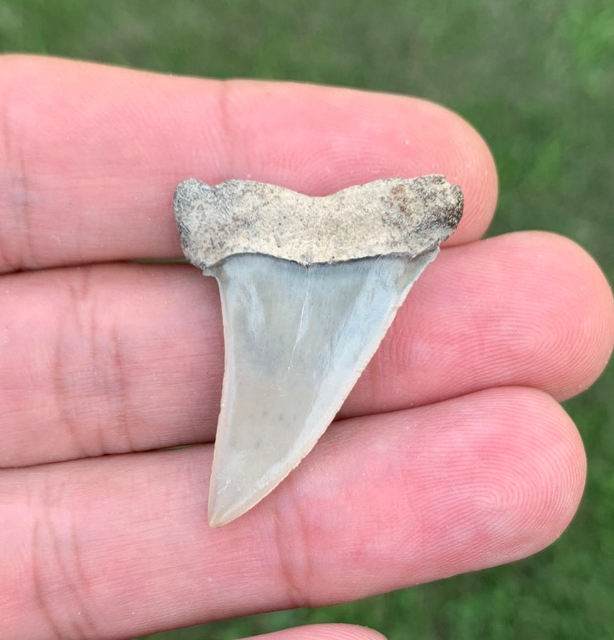 1.42" Carcharodon hastalis - Lee Creek Mine