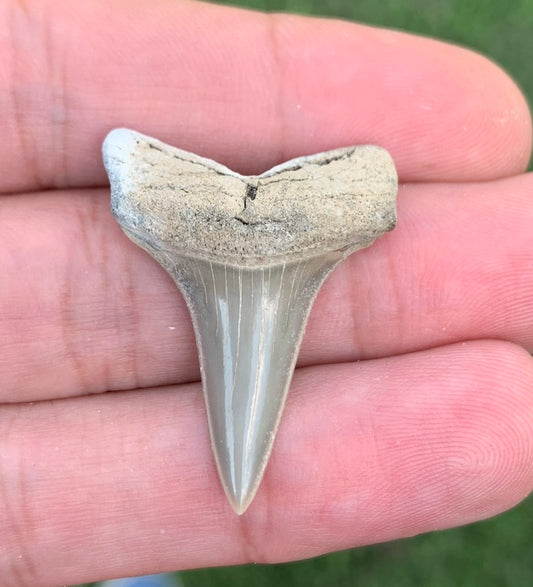 1.28" Carcharodon hastalis - Lee Creek Mine