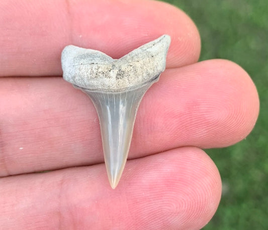 1.16" Carcharodon hastalis - Lee Creek Mine