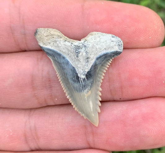 1.39" Hemipristis serra - Lee Creek Mine