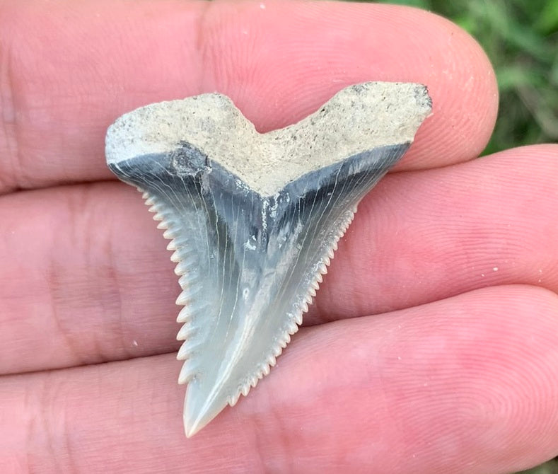 1.39" Hemipristis serra - Lee Creek Mine