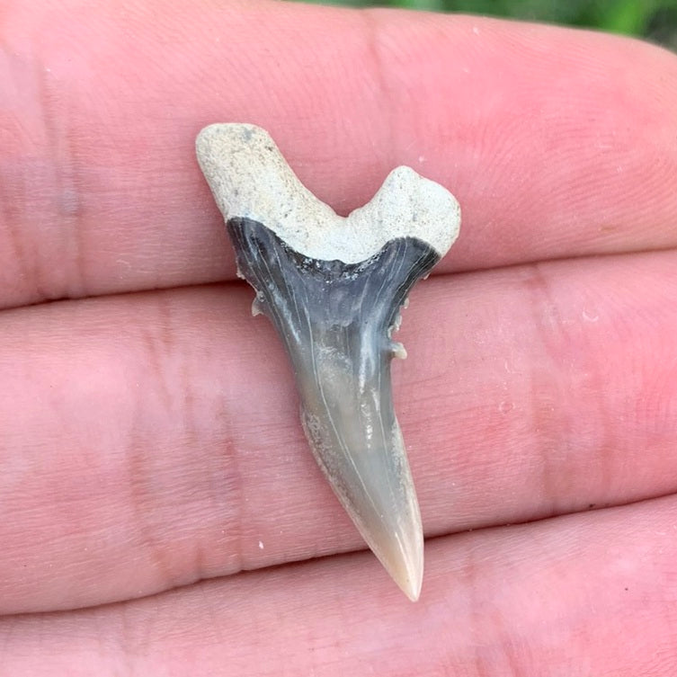 1.15" Hemipristis serra - Lee Creek Mine