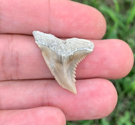 1.15" Hemipristis serra - Lee Creek Mine