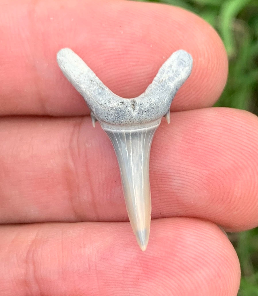 Carcharias cuspidata - Lee Creek