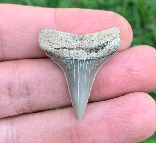 1.26” Carcharodon hastalis - Virginia