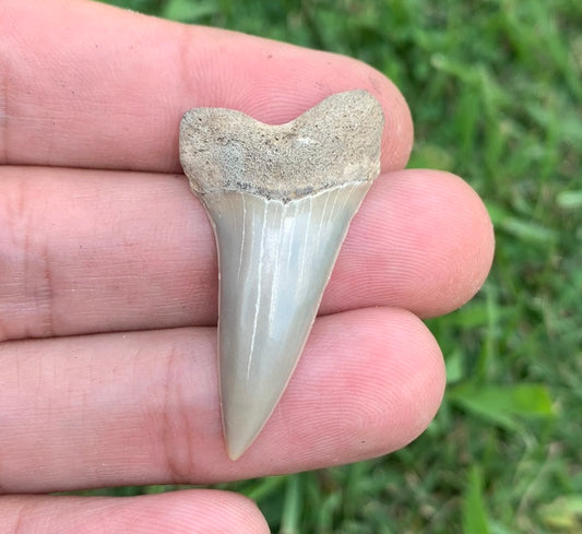 1.56” Carcharodon hastalis - Virginia
