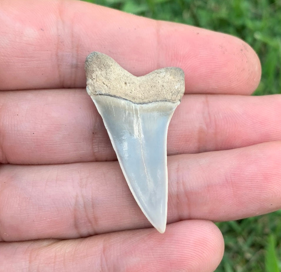 1.56” Carcharodon hastalis - Virginia