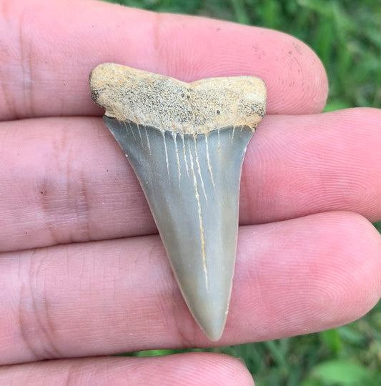 1.58” Carcharodon hastalis - Virginia
