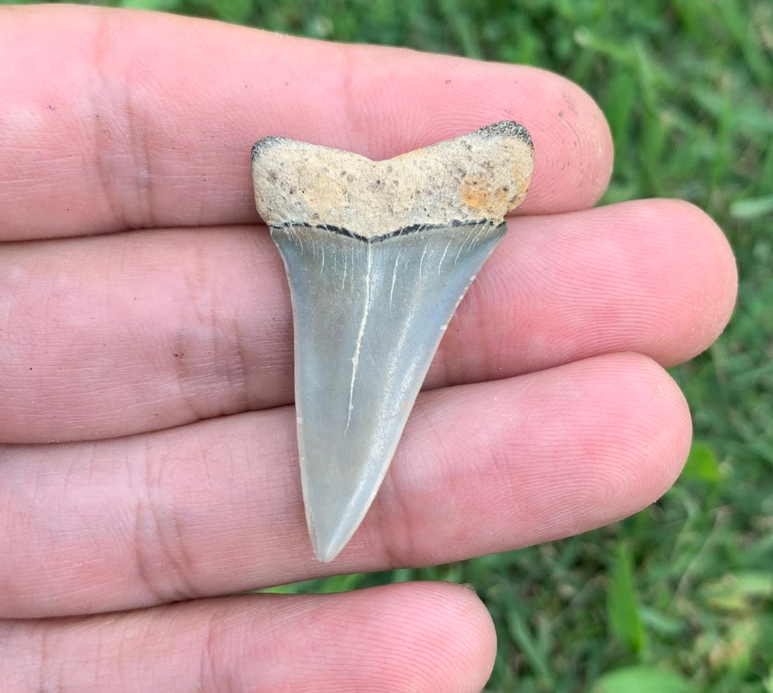 1.58” Carcharodon hastalis - Virginia
