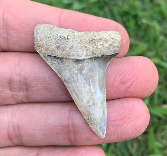 1.73” Carcharodon hastalis - Virginia