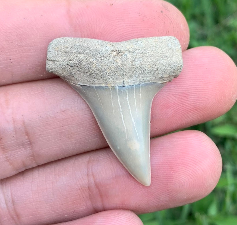 1.4” Carcharodon hastalis - Virginia