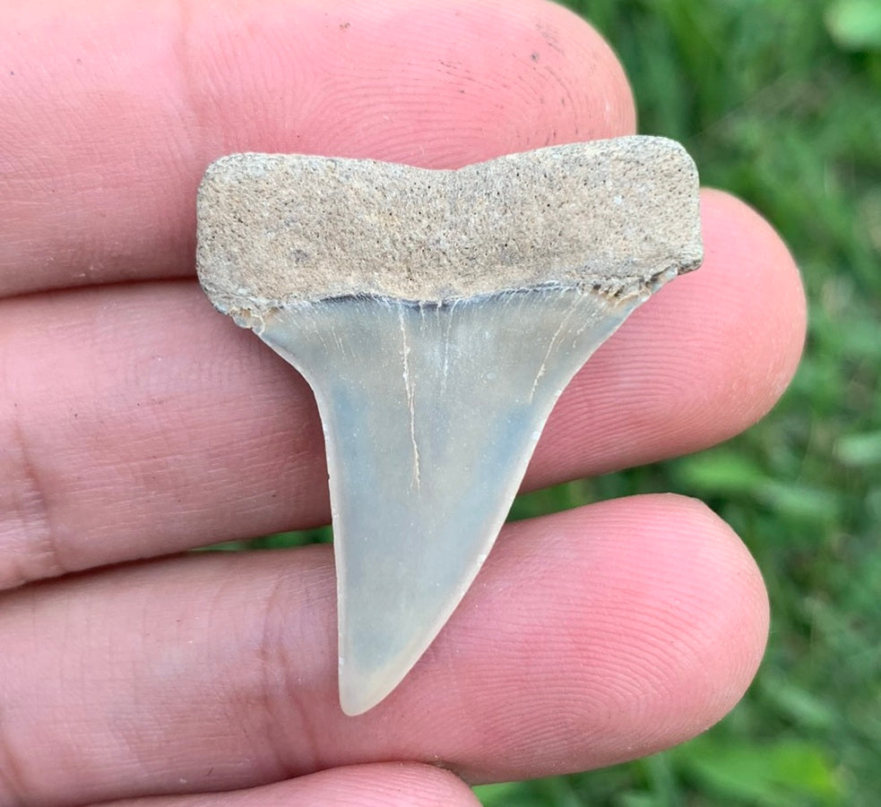 1.4” Carcharodon hastalis - Virginia