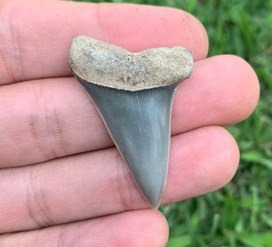 1.67” Carcharodon hastalis - Virginia