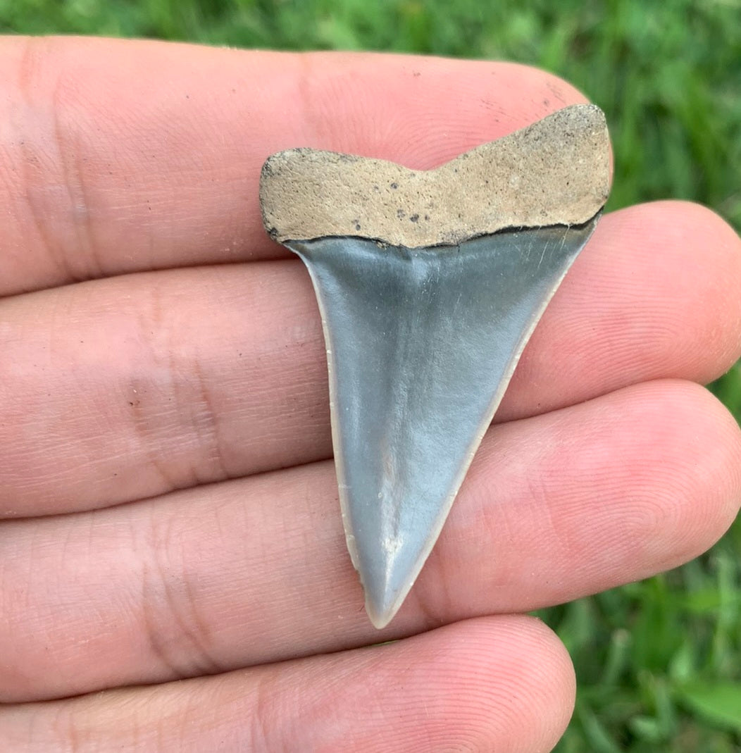 1.67” Carcharodon hastalis - Virginia