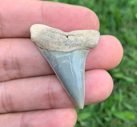 1.62” Carcharodon hastalis - Virginia