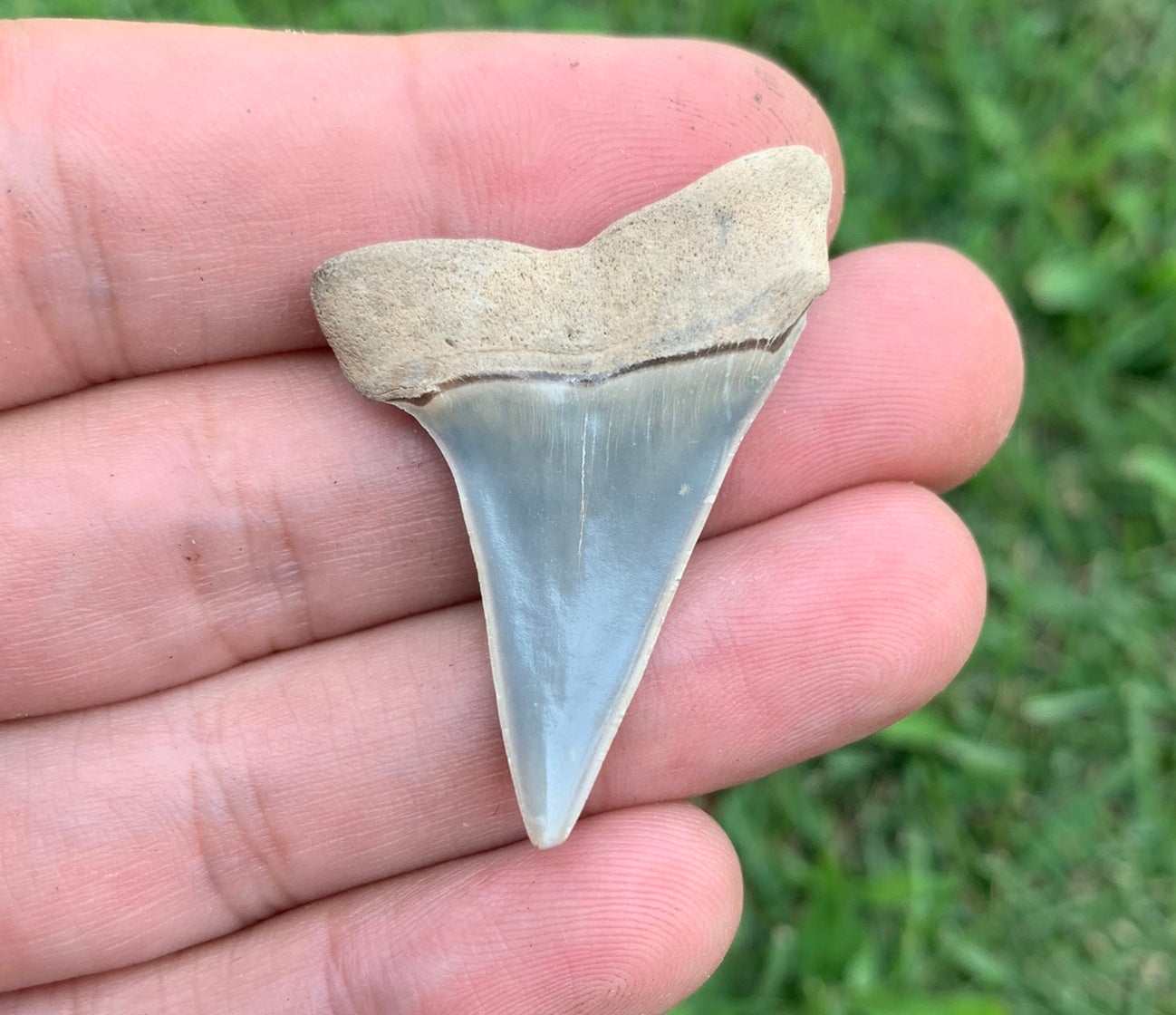 1.62” Carcharodon hastalis - Virginia