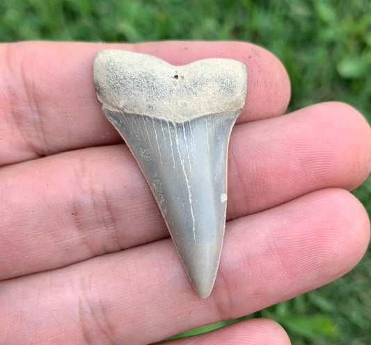 1.72” Carcharodon hastalis - Virginia