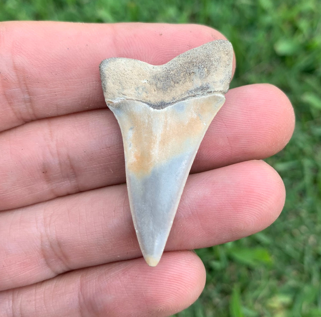 1.72” Carcharodon hastalis - Virginia