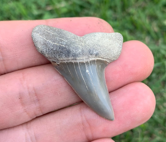 1.72” Carcharodon hastalis - Virginia