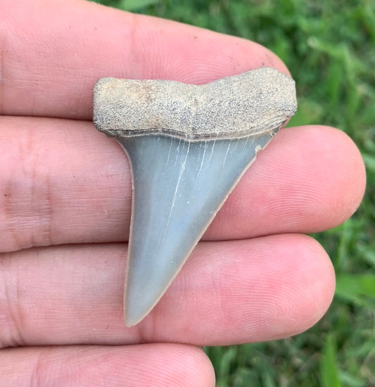 1.65” Carcharodon hastalis - Virginia