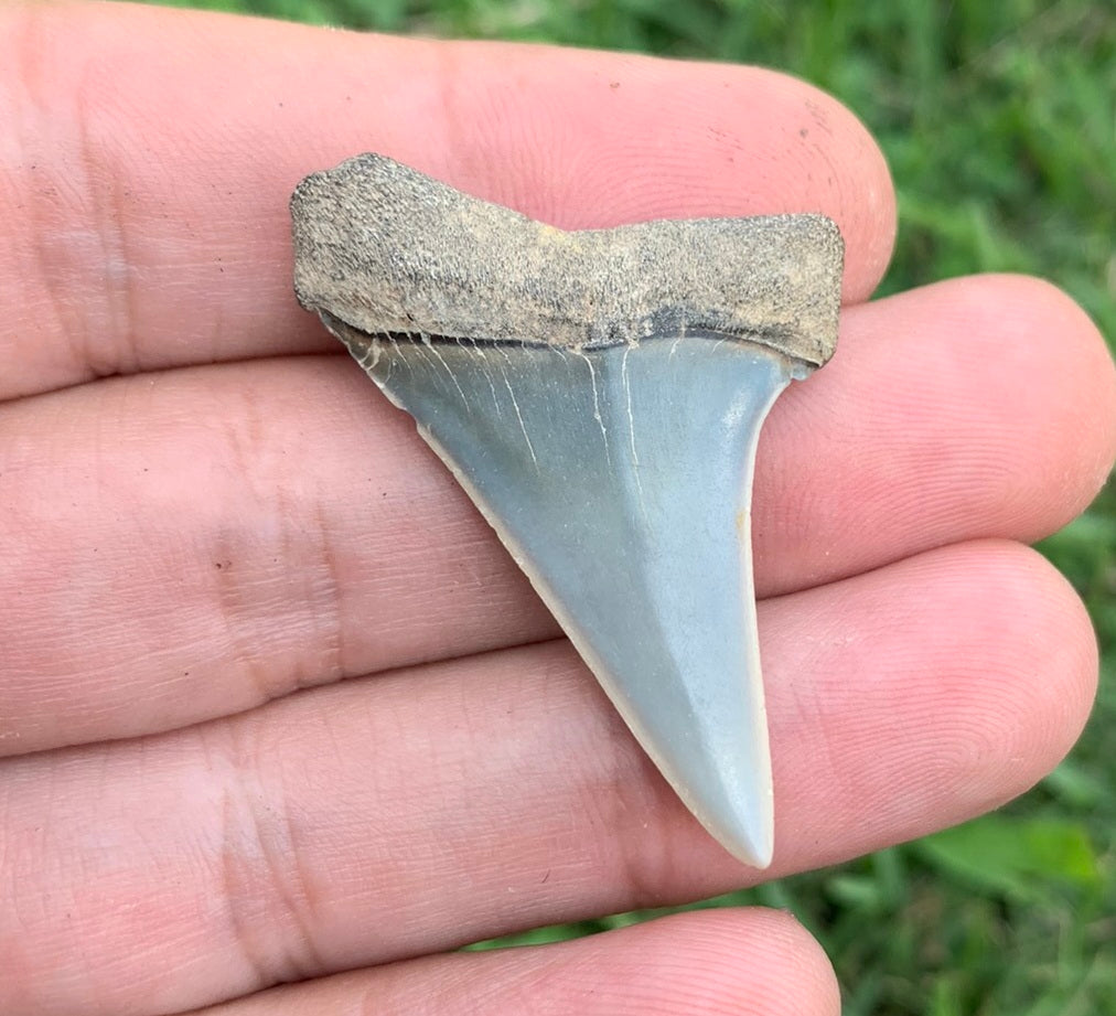 1.65” Carcharodon hastalis - Virginia