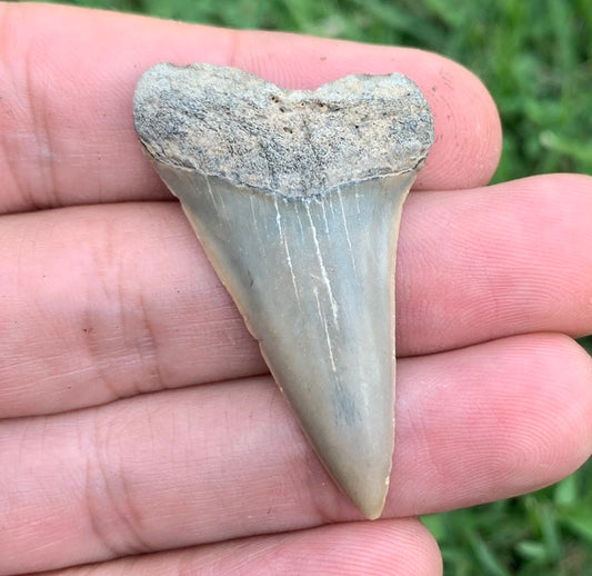 1.82” Carcharodon hastalis - Virginia