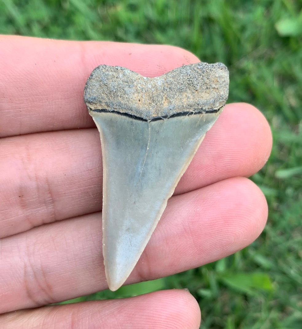 1.82” Carcharodon hastalis - Virginia