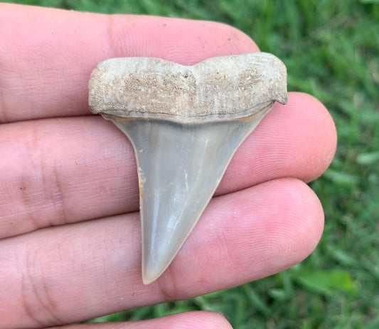1.64” Carcharodon hastalis - Virginia