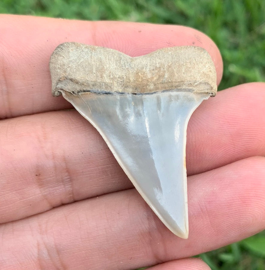 1.64” Carcharodon hastalis - Virginia