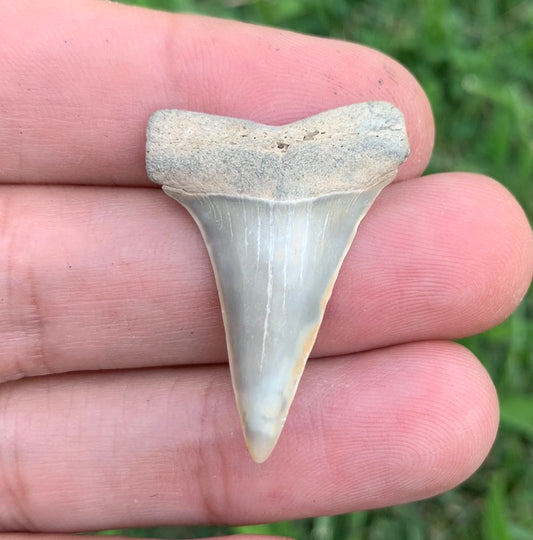 1.36” Carcharodon hastalis - Virginia
