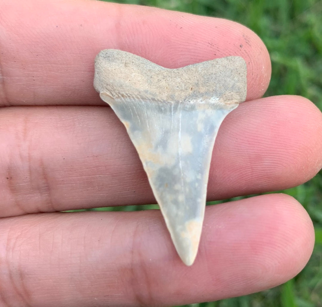 1.36” Carcharodon hastalis - Virginia