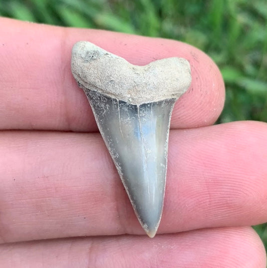 1.24” Carcharodon hastalis - Virginia